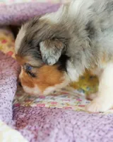 Cleopatra, a female Australian Shepherd for sale in Paola, KS – Photo 6 of 7