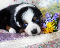 Charlotte, a female Australian Shepherd for sale in Paola, KS – Photo 6 of 10