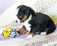 Charlotte, a female Australian Shepherd for sale in Paola, KS – Photo 3 of 10