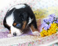 Charlotte, a female Australian Shepherd for sale in Paola, KS – Photo 5 of 10