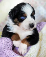 Charlotte, a female Australian Shepherd for sale in Paola, KS – Photo 2 of 10