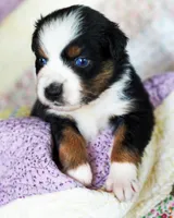 Charlotte, a female Australian Shepherd for sale in Paola, KS – Photo 10 of 10