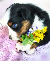 Charlotte, a female Australian Shepherd for sale in Paola, KS – Photo 9 of 10