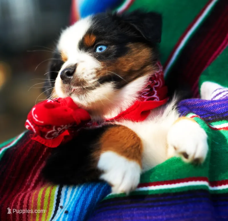 Charlotte – Australian Shepherd puppy for sale in Paola, KS