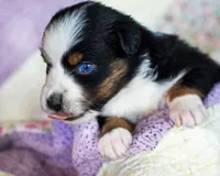 Charlotte, a female Australian Shepherd for sale in Paola, KS – Photo 8 of 10