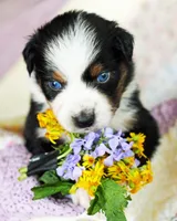 Charlotte, a female Australian Shepherd for sale in Paola, KS – Photo 1 of 10