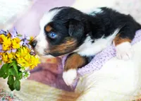 Charlotte, a female Australian Shepherd for sale in Paola, KS – Photo 4 of 10