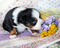 Charlotte, a female Australian Shepherd for sale in Paola, KS – Photo 7 of 10