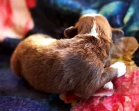 processed/acb65f3d-91a1-4654-bcb1-eb33791c3df2/listing/c2f24365-1c71-4dfe-987e-2b52df4fc3b6/03b7ac45-b3e4-4181-8a11-43fbf0cabf88