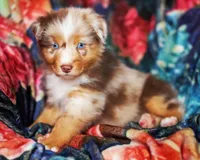 Caramel , a male Australian Shepherd for sale in Paola, KS – Photo 4 of 10