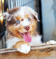 Caramel , a male Australian Shepherd for sale in Paola, KS – Photo 2 of 10
