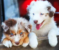 Caramel , a male Australian Shepherd for sale in Paola, KS – Photo 9 of 10