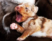 Caramel , a male Australian Shepherd for sale in Paola, KS – Photo 6 of 10