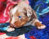 Caramel , a male Australian Shepherd for sale in Paola, KS – Photo 9 of 10