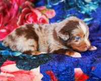 Caramel , a male Australian Shepherd for sale in Paola, KS – Photo 7 of 10