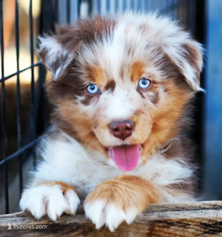 Caramel  – Australian Shepherd puppy for sale in Paola, KS