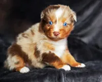 Caramel , a male Australian Shepherd for sale in Paola, KS – Photo 3 of 10