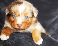 Caramel , a male Australian Shepherd for sale in Paola, KS – Photo 1 of 10