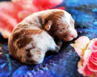 Caramel , a male Australian Shepherd for sale in Paola, KS – Photo 8 of 10