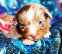 Caramel , a male Australian Shepherd for sale in Paola, KS – Photo 5 of 10