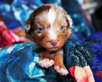 Caramel , a male Australian Shepherd for sale in Paola, KS – Photo 8 of 10