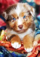 Caramel , a male Australian Shepherd for sale in Paola, KS – Photo 3 of 10