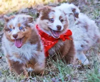 Caramel , a male Australian Shepherd for sale in Paola, KS – Photo 10 of 10