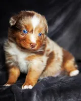 Caramel , a male Australian Shepherd for sale in Paola, KS – Photo 2 of 10