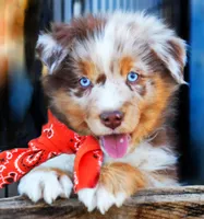 Caramel , a male Australian Shepherd for sale in Paola, KS – Photo 1 of 10