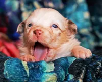 processed/acb65f3d-91a1-4654-bcb1-eb33791c3df2/listing/cf900597-b243-4487-93f1-fc2a1ad79635/719852fc-445b-42db-b583-ca151a4f3b8a