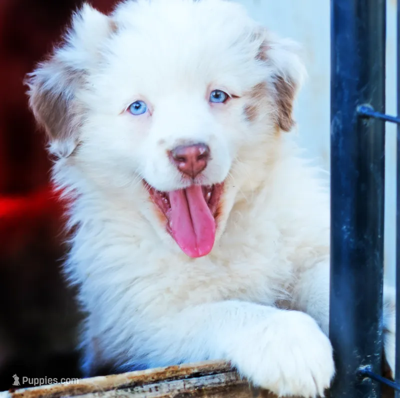 Strawberry Creme – Australian Shepherd puppy for sale in Paola, KS