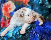 processed/acb65f3d-91a1-4654-bcb1-eb33791c3df2/listing/cf900597-b243-4487-93f1-fc2a1ad79635/7f5405bb-a540-431a-9ac4-05866271ef55