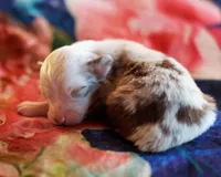 processed/acb65f3d-91a1-4654-bcb1-eb33791c3df2/listing/cf900597-b243-4487-93f1-fc2a1ad79635/85df29de-f676-4b3f-bc41-95d41dfb08af