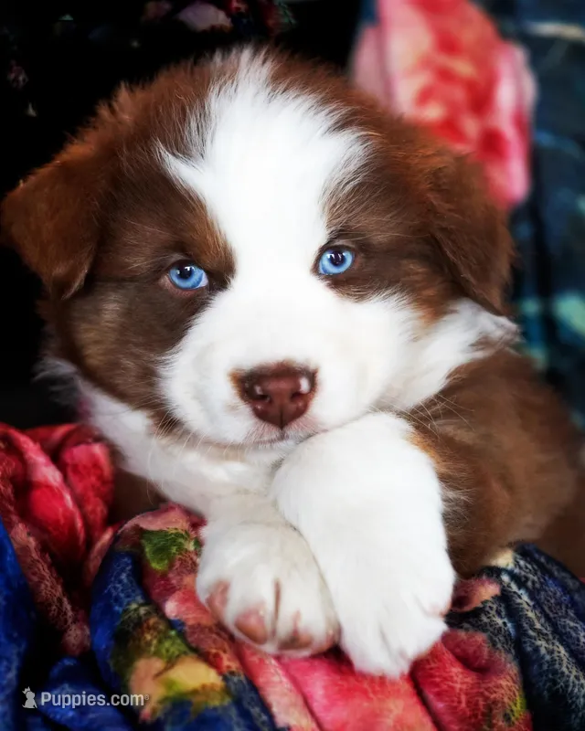 Christopher Columbus