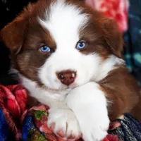 Christopher Columbus, a male Australian Shepherd for sale in Paola, KS – Photo 5 of 10