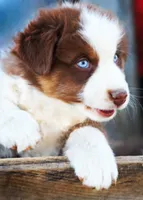 Christopher Columbus, a male Australian Shepherd for sale in Paola, KS – Photo 2 of 10