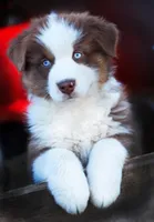 Christopher Columbus, a male Australian Shepherd for sale in Paola, KS – Photo 3 of 10