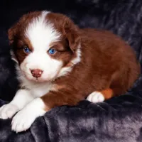 Christopher Columbus, a male Australian Shepherd for sale in Paola, KS – Photo 6 of 10