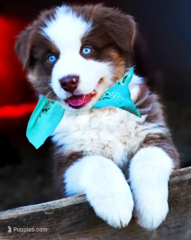 Christopher Columbus – Australian Shepherd puppy for sale in Paola, KS