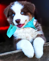 Christopher Columbus, a male Australian Shepherd for sale in Paola, KS – Photo 1 of 10