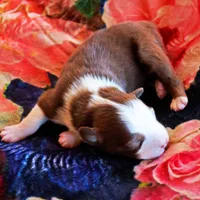 Christopher Columbus, a male Australian Shepherd for sale in Paola, KS – Photo 9 of 10