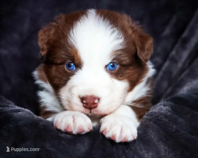 Christopher Columbus