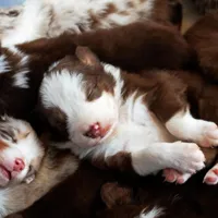 Christopher Columbus, a male Australian Shepherd for sale in Paola, KS – Photo 8 of 10