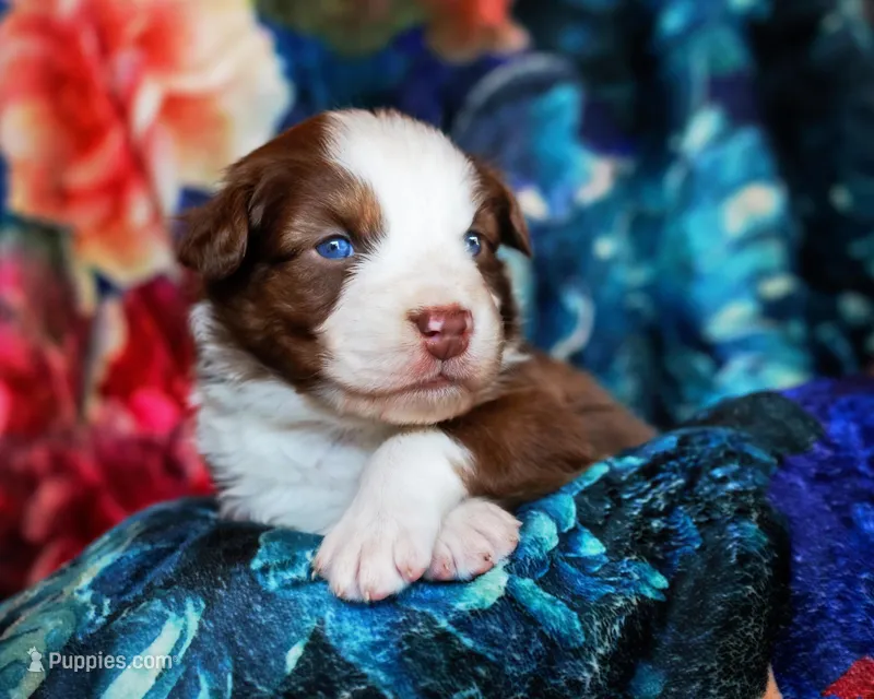 Christopher Columbus