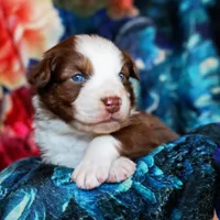 Christopher Columbus, a male Australian Shepherd for sale in Paola, KS – Photo 7 of 10