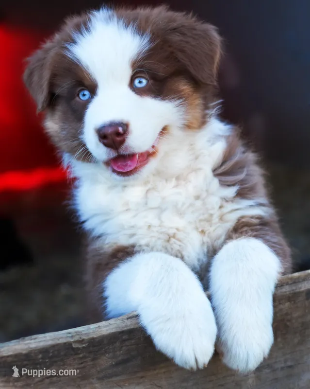 Christopher Columbus – Australian Shepherd puppy for sale in Paola, KS