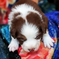 Christopher Columbus, a male Australian Shepherd for sale in Paola, KS – Photo 10 of 10