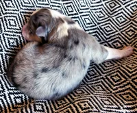 Isabel, a female Australian Shepherd for sale in Paola, KS – Photo 2 of 4