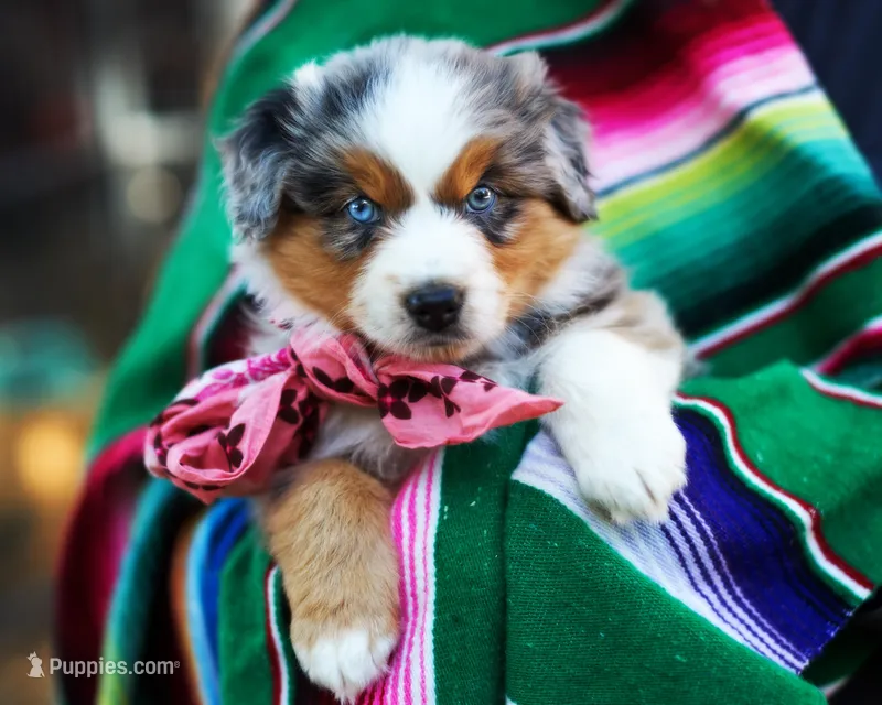 Isabel – Australian Shepherd puppy on hold in Paola, KS