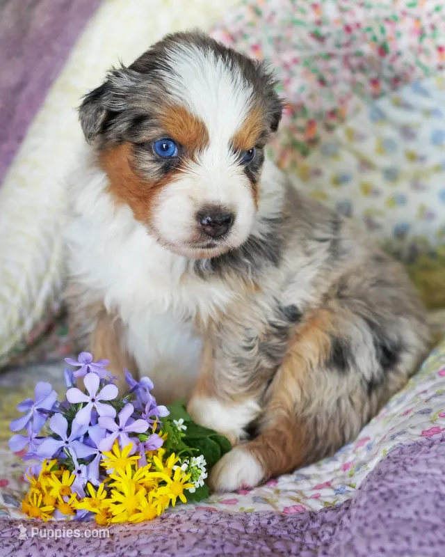 Isabel – Australian Shepherd puppy for sale in Paola, KS